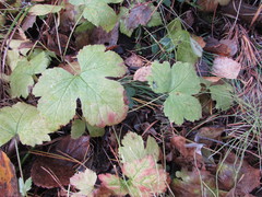 Rubus humulifolius