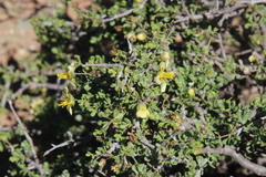 Roepera lichtensteiniana