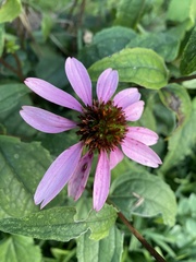 Echinacea