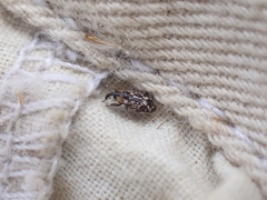 Cosmobaris scolopacea