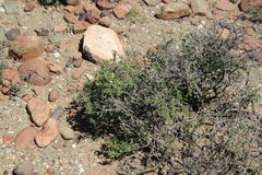 Roepera lichtensteiniana