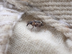 Cosmobaris scolopacea