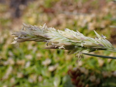 Poa astonii
