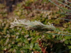 Poa astonii
