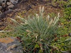 Poa astonii