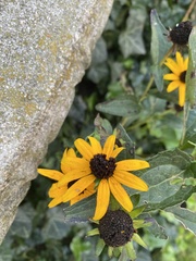 Rudbeckia