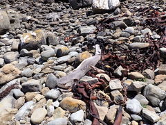 Notorynchus cepedianus