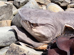 Notorynchus cepedianus