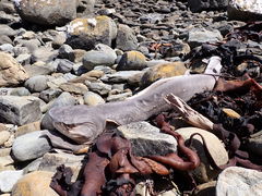 Notorynchus cepedianus