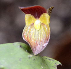 Pleurothallis latipetala