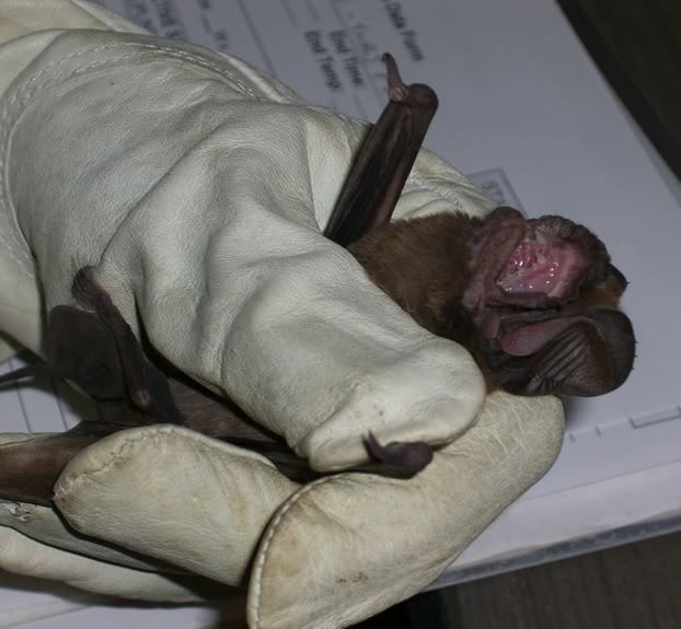 Big Free-tailed Bat