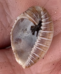 Jenneria pustulata