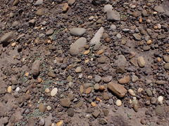 Atriplex buchananii