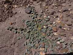 Atriplex buchananii