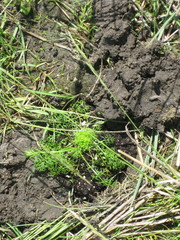 Rhopalomyia tripleurospermi