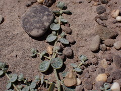 Atriplex buchananii