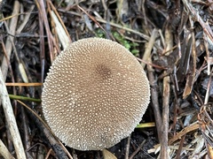 Lycoperdon bispinosum