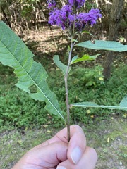 Vernonia flaccidifolia