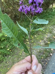 Vernonia flaccidifolia