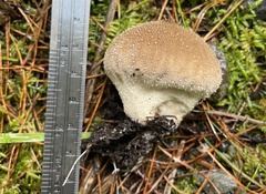 Lycoperdon bispinosum