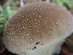 Lycoperdon bispinosum