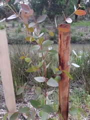 Eucalyptus yarraensis