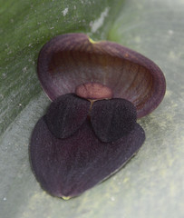 Pleurothallis gargantua