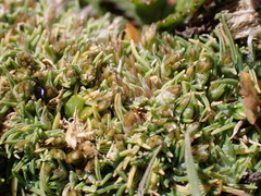 Agrostis muscosa