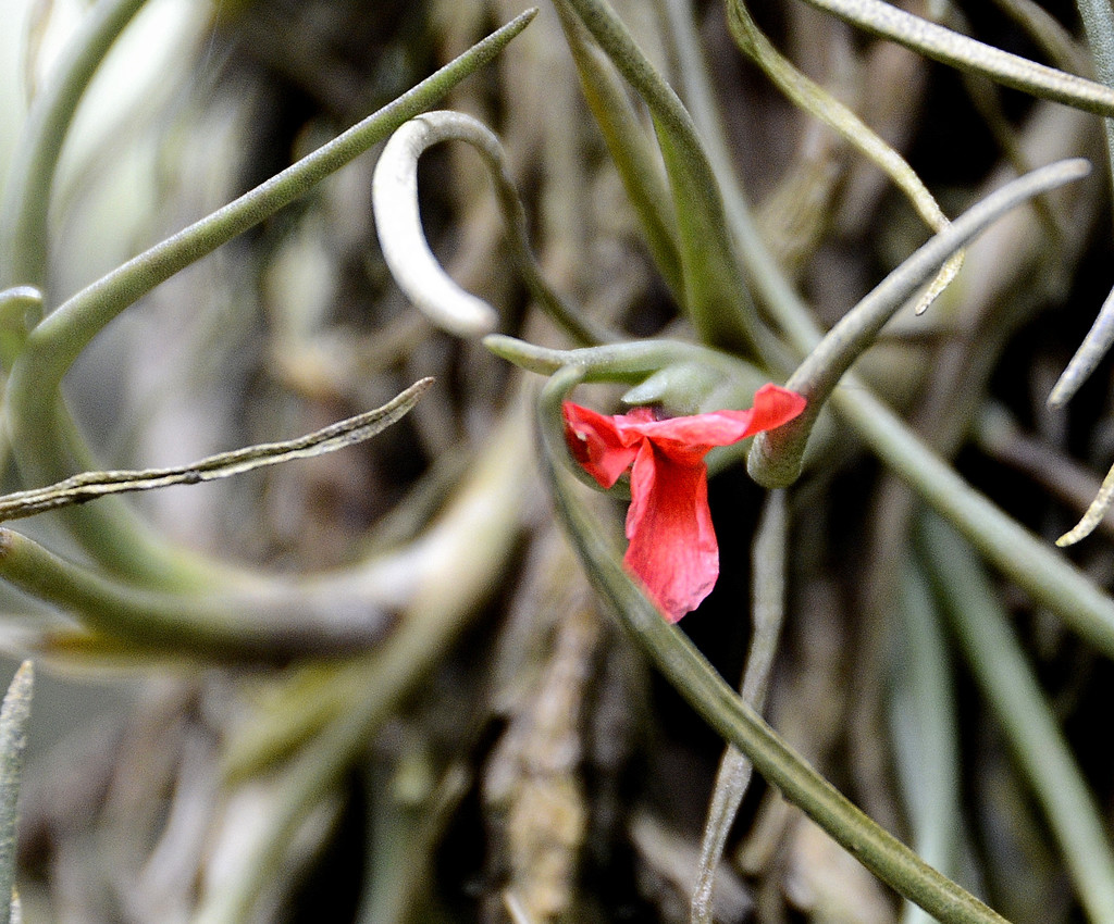 Tillandsia albertiana