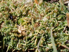 Agrostis muscosa