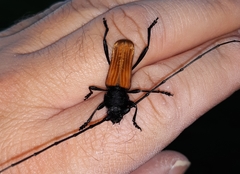 Tragidion coquus