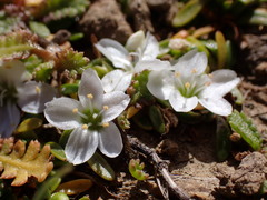 Montia sessiliflora