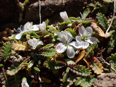 Montia sessiliflora