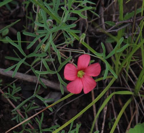 Oxalis bifurca (Oxalis bifurca)