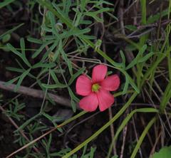 Oxalis bifurca angustiloba