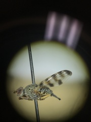 Pseudotephritina