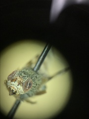 Pseudotephritina