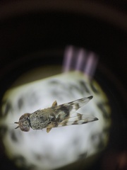 Pseudotephritina