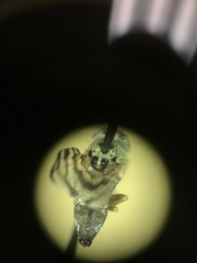 Pseudotephritina