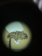 Sitona cylindricollis