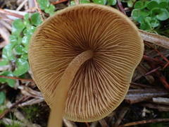 Conocybe subpubescens