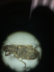 Sitona cylindricollis