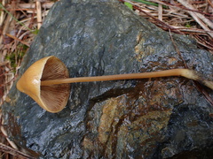 Conocybe subpubescens