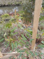 Eucalyptus yarraensis