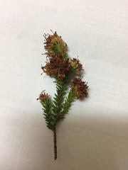 Erica stylaris