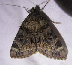 Catocala desdemona