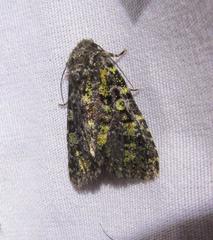 Paramiana smaragdina