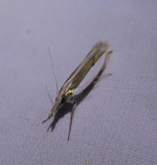 Crambus harrisi