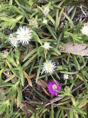 Carpobrotus modestus