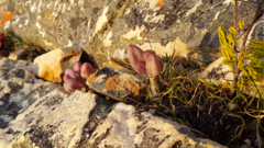 Curio crassulifolius